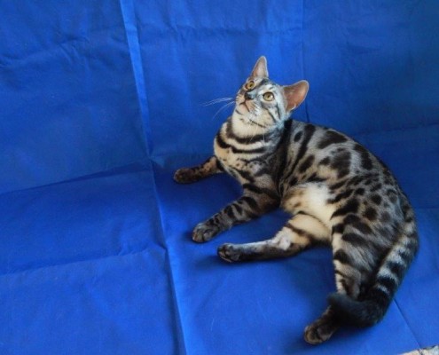 bengal kittens fl Boo | Vallleykatz Bengals