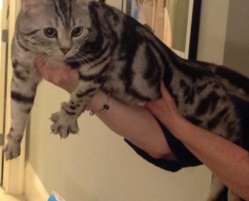Silverion | bengal kittens for sale