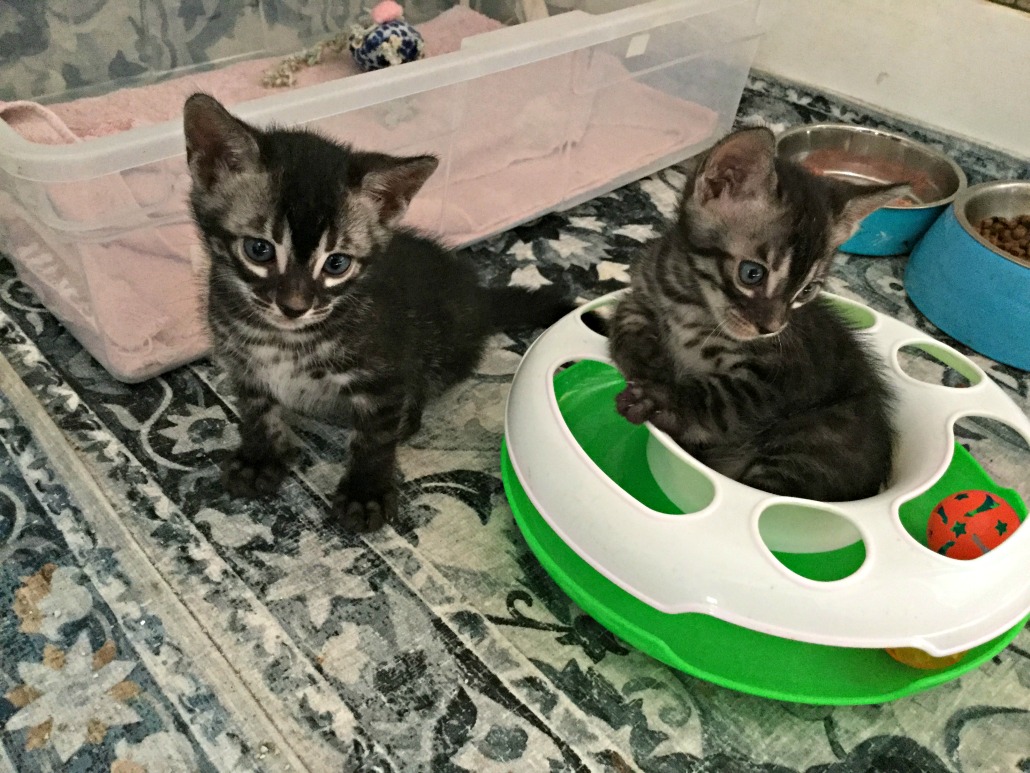 bengal kittens for sale sarasota florida