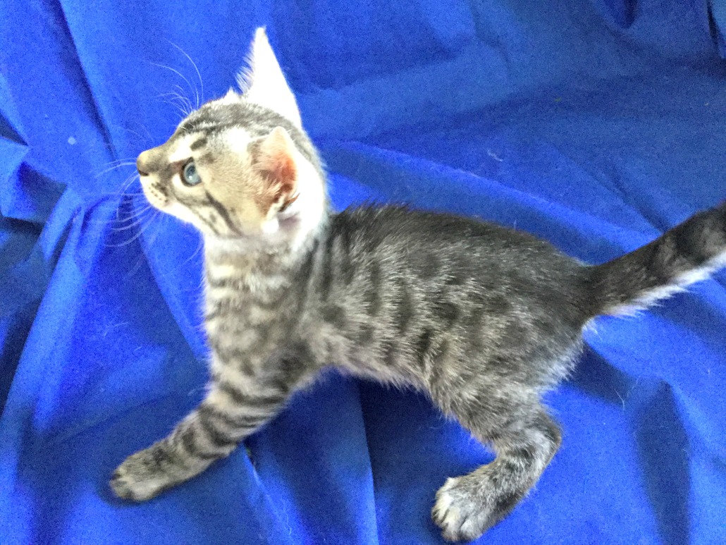 bengal kittens for sale sarasota florida