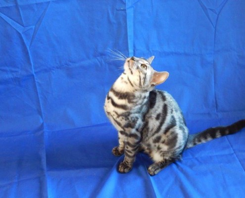 bengal kittens for sale florida | vally katz bengals