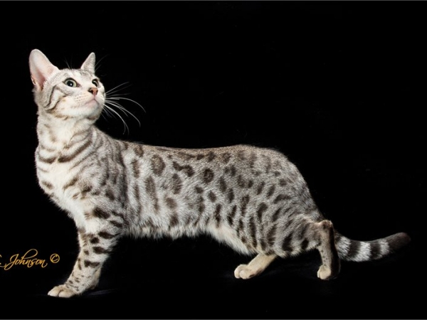 bengal cats for sale florida | valley katz bengals