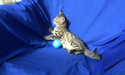 Bengal Kittens for sale Florida | Valleykatz Bengals