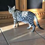 stormy | bengal kittens for sale