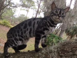 Moo Female Bengal Cat Florida | VallyKatz