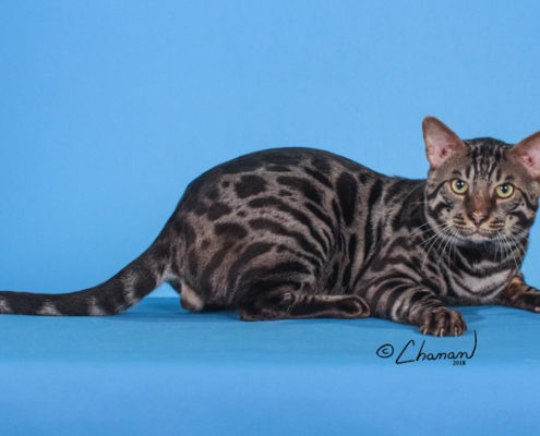 Pip | Bengal Cat Breeder Florida
