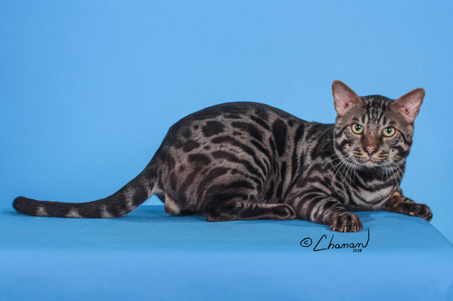 Pip | Bengal Cat Breeder Florida