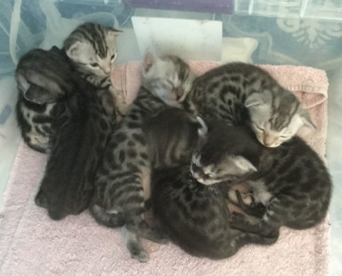 3 week old Bengal kittens