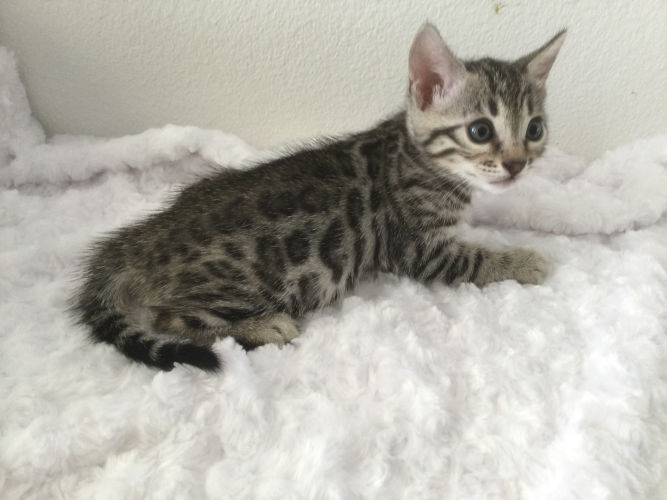 very small bengal kitten on white rug