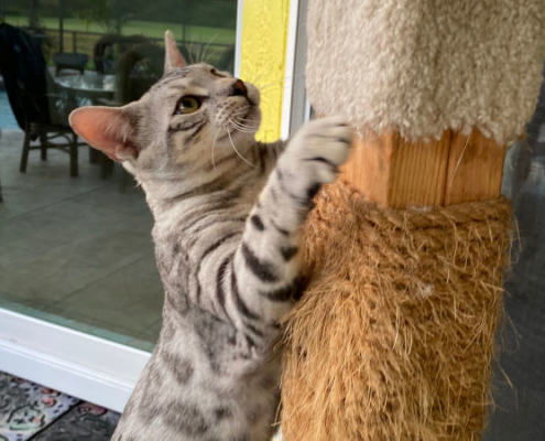 bengal using the scratching post