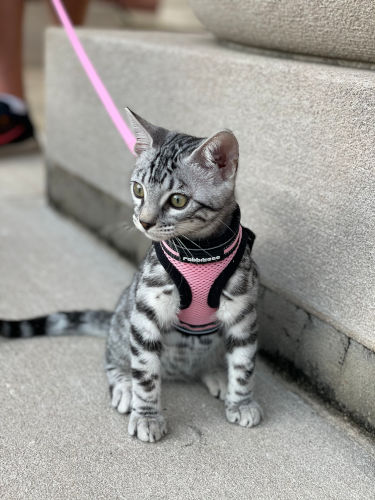 bengal kitten in harness and leash