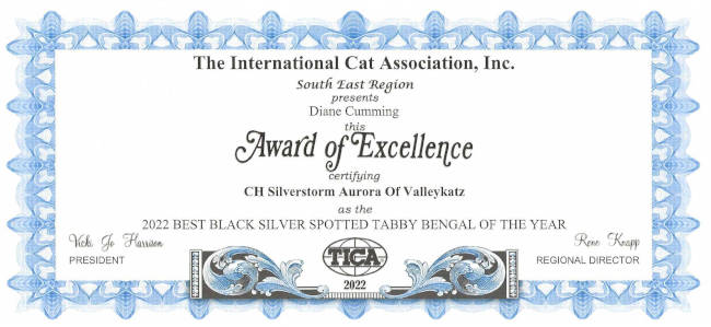 Best silver tabby of the Year award