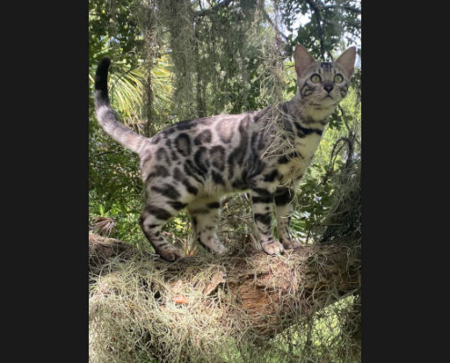 TGC Coolcreek Equinox of Valleykatz in a tree