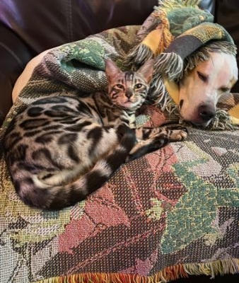 bengal cat snuggled with dog