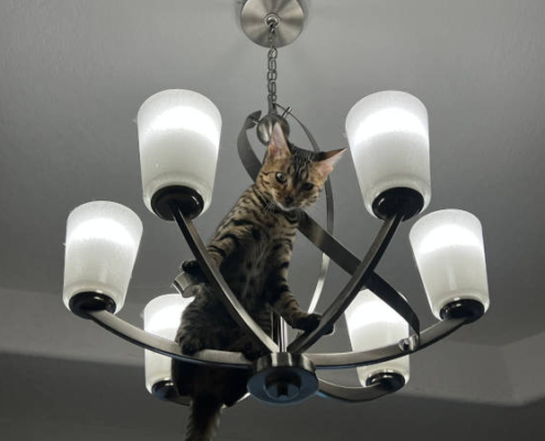 bengal cat in chandelier