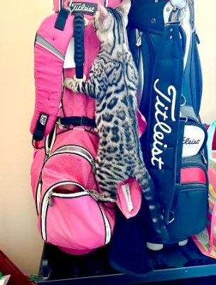 bengal cat climbing golf bag