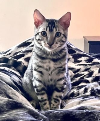 bengal cat sitting on blanket facing forward
