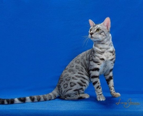 One of Vallley Katz stud bengals