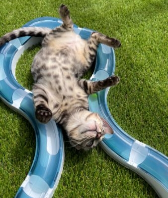 bengal cat sleeping upside down