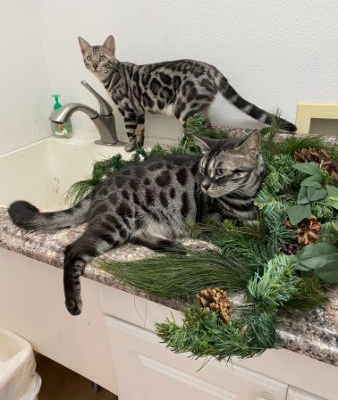 bengal cats on the counter with christmas greenery