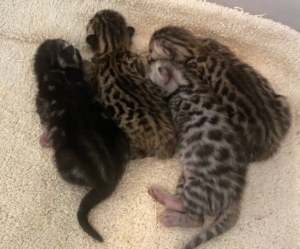Bengal kittens born June 5, 2023 at ValleyKatz Bengals