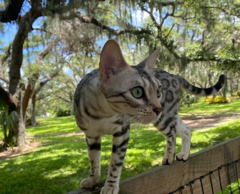 Bengal cat close up