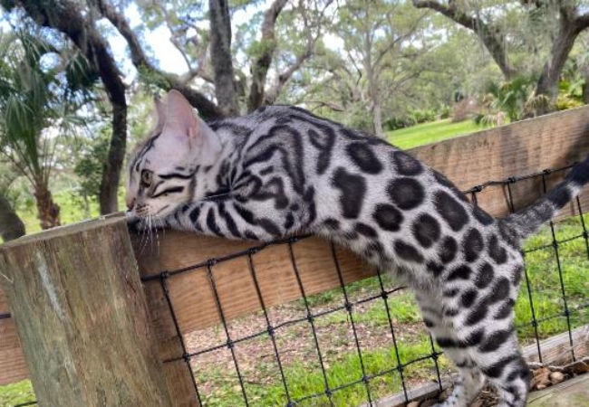 Bengal kitten hiding on wooden fence