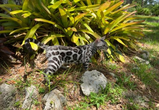 Valley Katz stud bengal cat exploring backyard