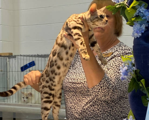 Bengal cat show for CH Valley Katz Europa Winds
